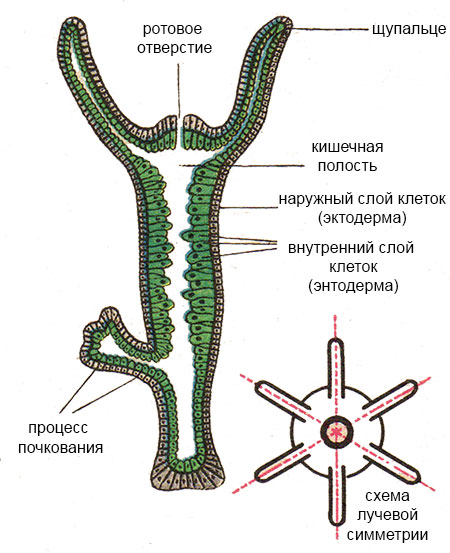 Kraken зеркала kr2web in